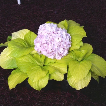 Hydrangea macrophylla 'Lemon Daddy' (011802)