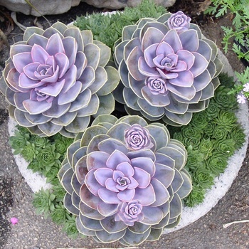 Echeveria 'Perle von Nurnberg' (011832)