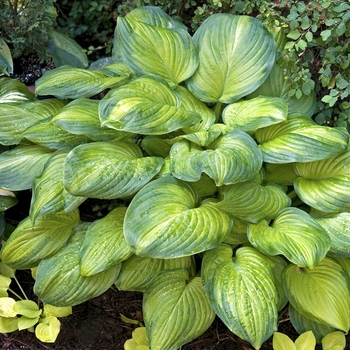 Hosta 'Guacamole' (011948)