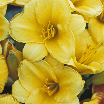 Hemerocallis 'Stella d' Oro' (011949)