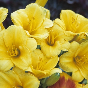 Hemerocallis 'Stella d' Oro' (011950)