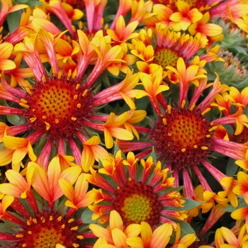 Gaillardia Realflor® 'Fanfare' (011951)