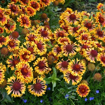 Gaillardia Realflor® 'Fanfare' (011952)