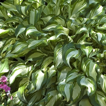 Hosta undulata 'Mediopicta' (011960)