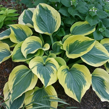 Hosta 'Liberty' (011962)