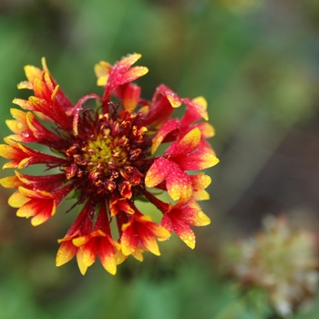 Gaillardia 'Arizona Sun' (011975)