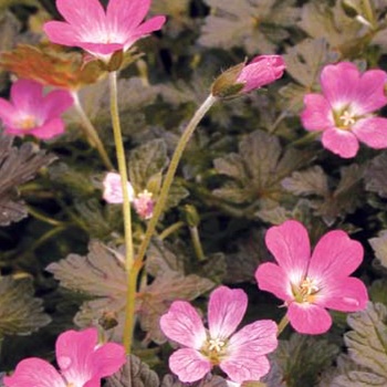 Geranium x antipodeum 'Orkney Cherry' (011990)