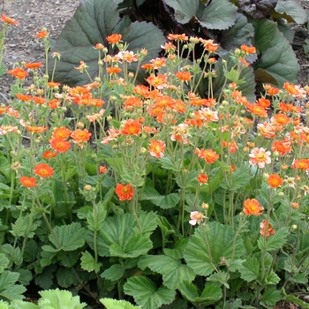 Geum coccineum 'Borisii' (011994)