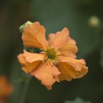 Geum 'Fireball' (011997)