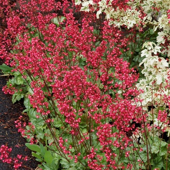 Heuchera City™ 'Paris' (012020)