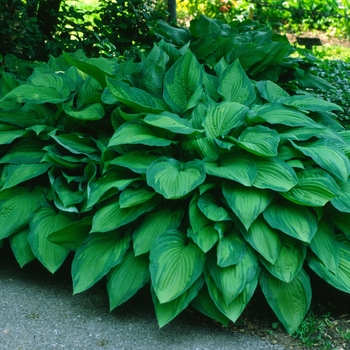 Hosta fortunei 'Albo-picta' (012033)