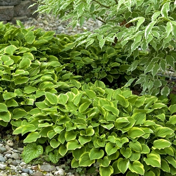 Hosta 'Golden Tiara' (012036)