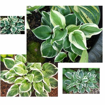 Hosta 'Fair Maiden' (012038)