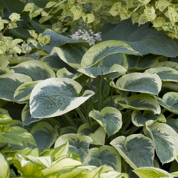 Hosta 'Northern Exposure' (012040)