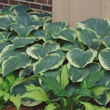 Hosta 'Northern Exposure' (012041)