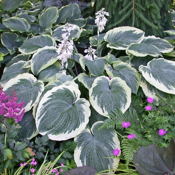 Hosta 'Northern Exposure' (012043)