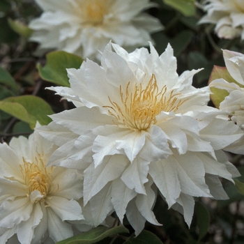 Clematis 'Arctic Queen' (012048)