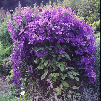 Clematis 'Jackmanii' (012053)