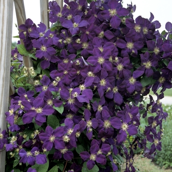 Clematis 'Jackmanii' (012054)