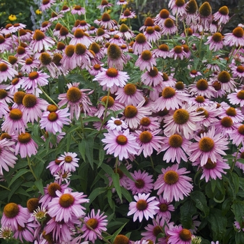 Echinacea purpurea 'Magnus' (012058)