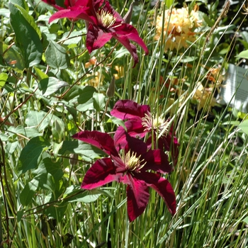 Clematis 'Niobe' (012060)