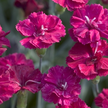 Dianthus 'Frosty Fire' (012064)