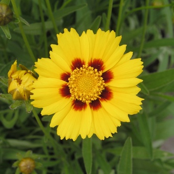 Coreopsis grandiflora 'Baby Sun' (012133)