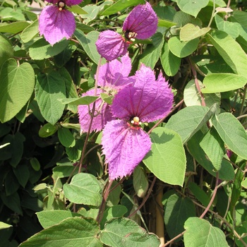 Dalechampia dioscoreifolia '' (012135)