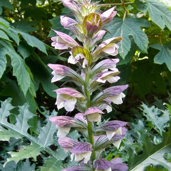 Acanthus hungaricus '' (012381)