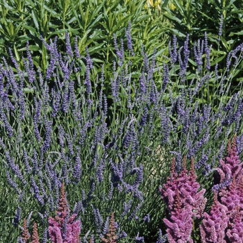 Lavandula x intermedia 'Grosso' (012432)