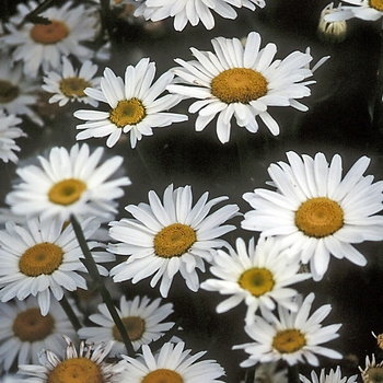 Leucanthemum x superbum 'Alaska' (012434)