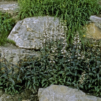 Penstemon digitalis 'Husker Red' (012445)