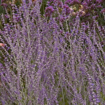 Perovskia atriplicifolia 'Little Spire' (012449)