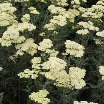 Achillea 'Anthea™' (012453)