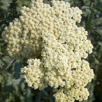 Achillea 'Anthea™' (012454)