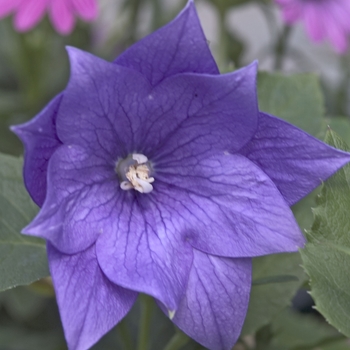 Platycodon grandiflorus 'Double Blue' (012463)