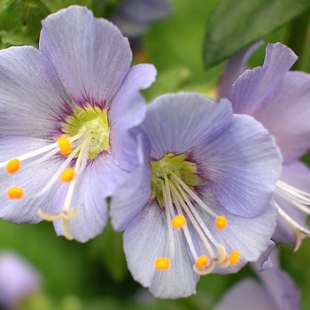 Polemonium boreale 'Heavenly Habit' (012464)