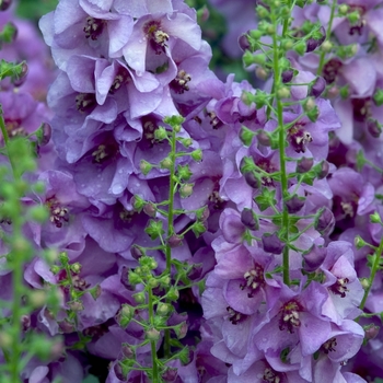 Verbascum 'Sugar Plum' (012475)