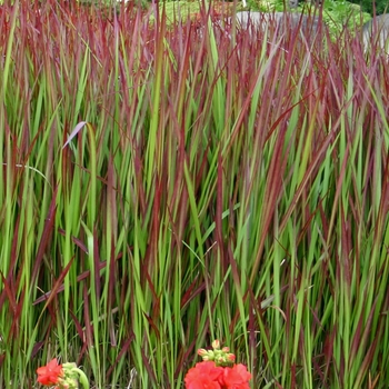 Imperata cylindrica 'Red Baron' (012477)