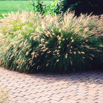 Pennisetum alopecuroides 'Hameln' (012482)