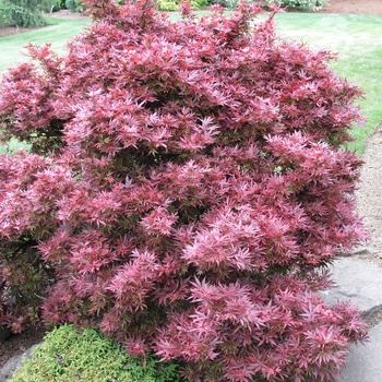 Acer palmatum var. atropurpureum 'Shaina' (012531)