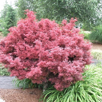 Acer palmatum var. atropurpureum 'Shaina' (012532)