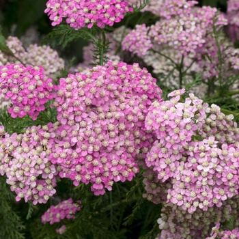 Achillea millefolium 'Montrose Rose' (012570)