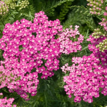 Achillea millefolium 'Montrose Rose' (012571)