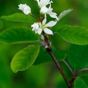 Amelanchier sanguinea