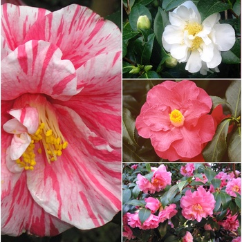 Camellia 'Multiple Varieties' (013124)