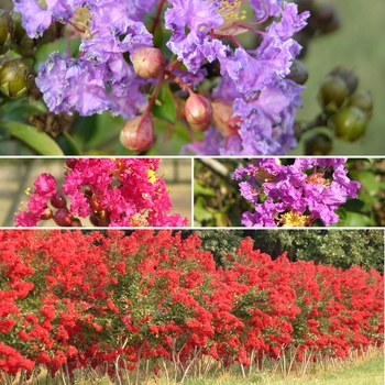 Lagerstroemia '' (013132)