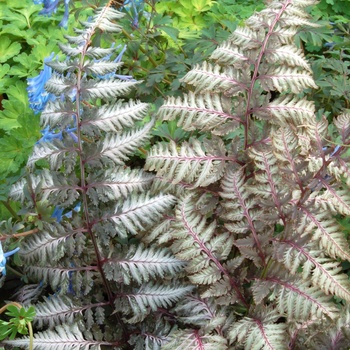 Athyrium niponicum var. pictum 'Pewter Lace' (013234)