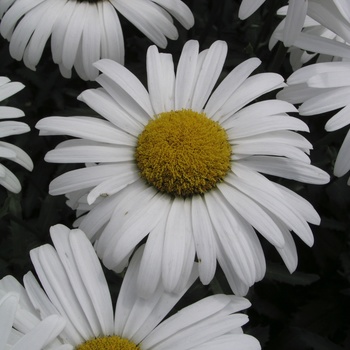 Leucanthemum x superbum 'Silver Princess' (013243)