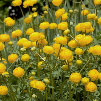 Trollius chinensis 'Golden Queen' (013249)